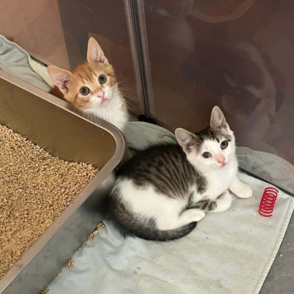 Enlarge 0825-97 Boots, a Adoptable Domestic Short Hair in Abingdon, MD image 3/5