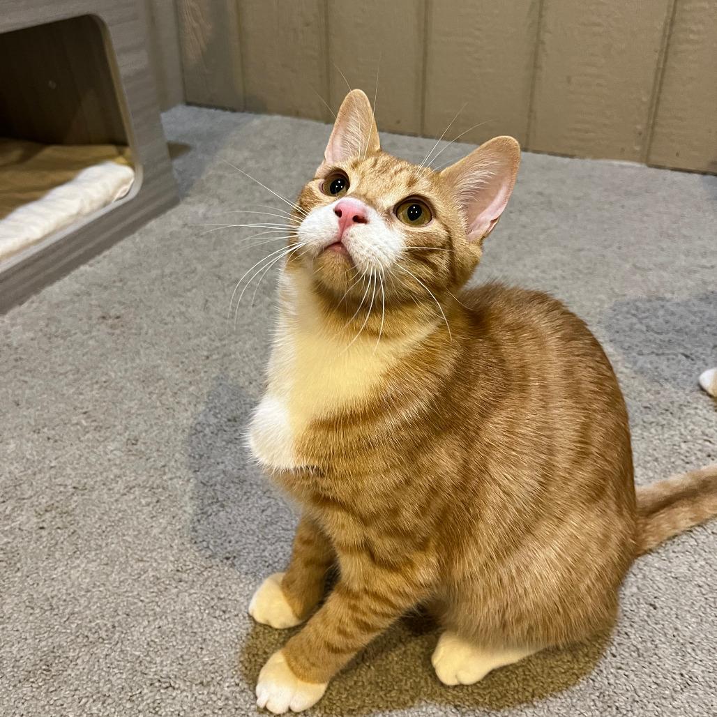 Enlarge 0825-97 Boots, a Adoptable Domestic Short Hair in Abingdon, MD image 4/5