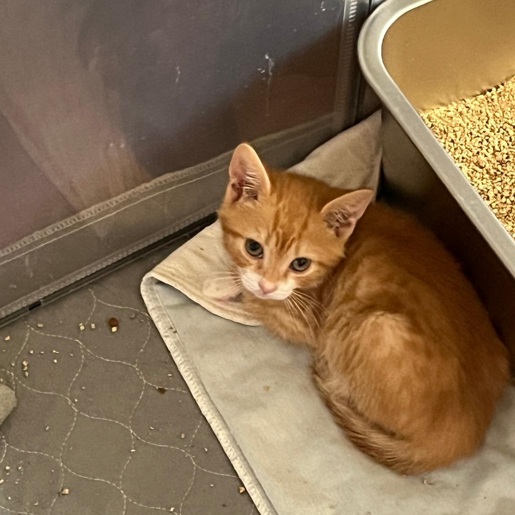 Enlarge 0825-97 Boots, a Adoptable Domestic Short Hair in Abingdon, MD image 5/5