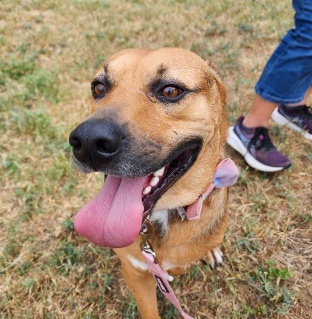 JUPITER, Adoptable, Young Male American Staffordshire Terrier.
