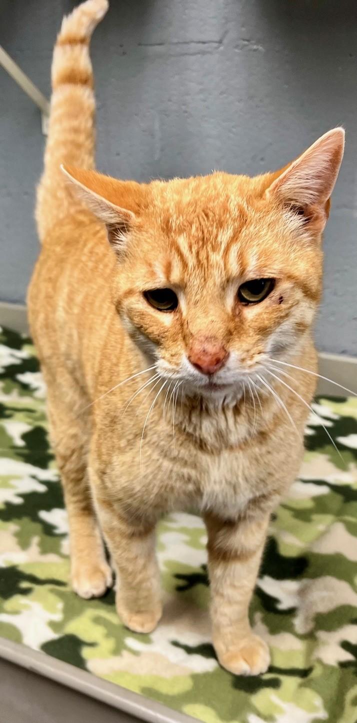 Enlarge Chester Cheetah, a ADOPTABLE Domestic Short Hair in Edinburg, VA image 5/5