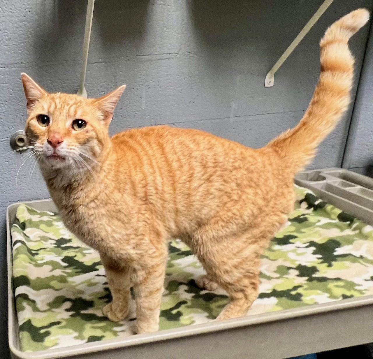 Enlarge Chester Cheetah, a ADOPTABLE Domestic Short Hair in Edinburg, VA image 4/5