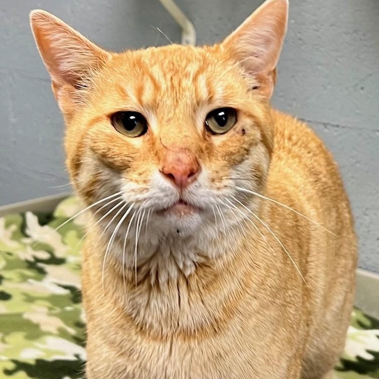 Enlarge Chester Cheetah, a ADOPTABLE Domestic Short Hair in Edinburg, VA image 1/5