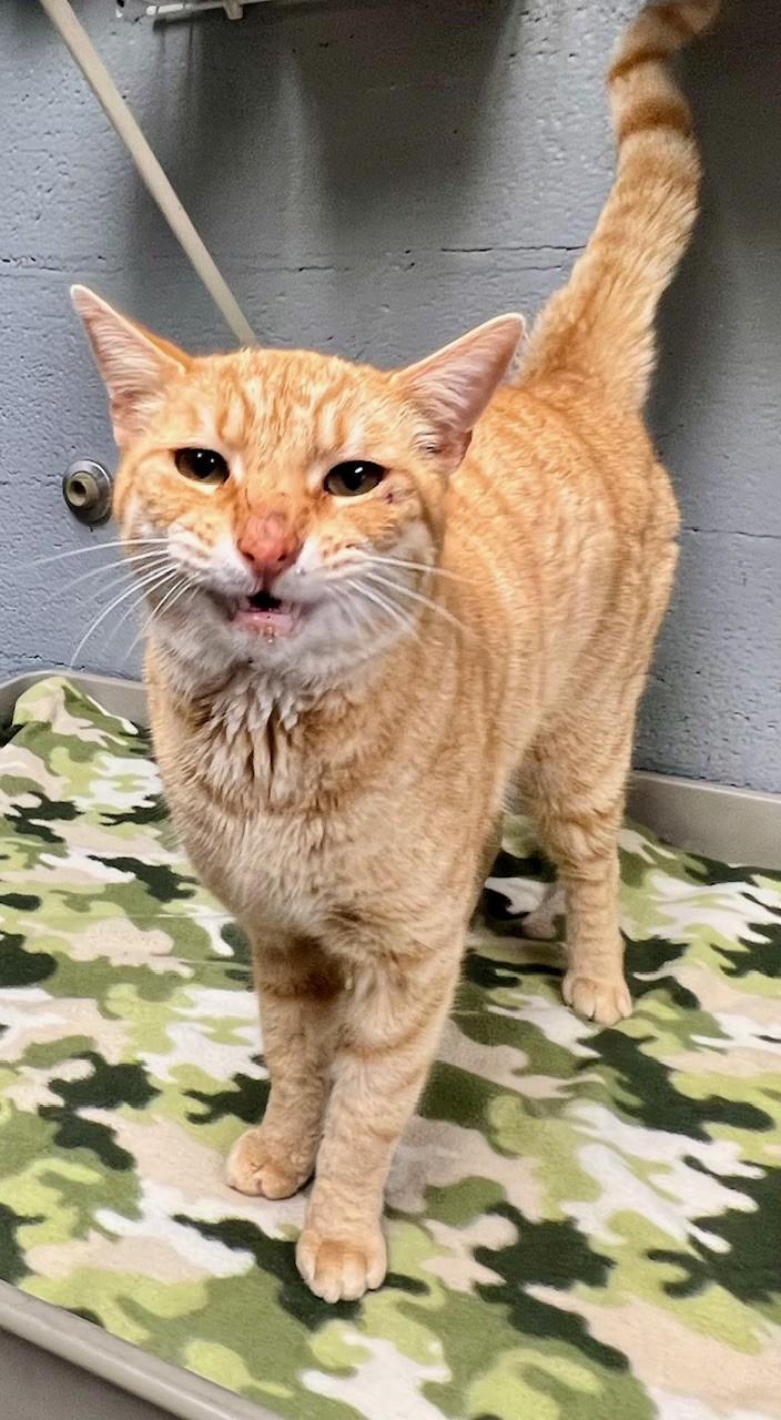 Enlarge Chester Cheetah, a ADOPTABLE Domestic Short Hair in Edinburg, VA image 2/5