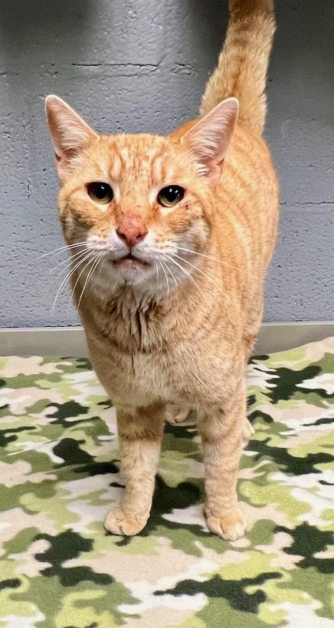 Enlarge Chester Cheetah, a ADOPTABLE Domestic Short Hair in Edinburg, VA image 3/5