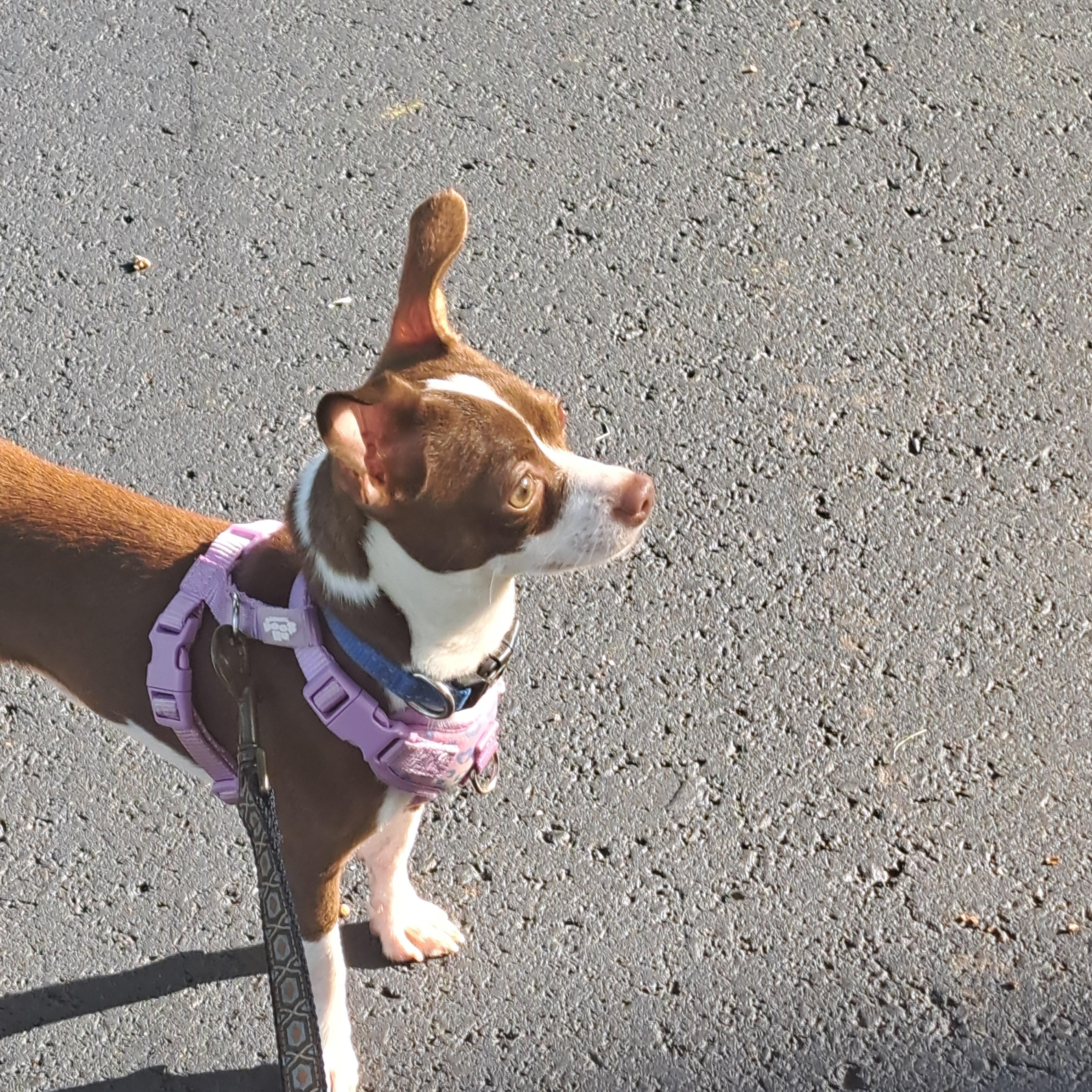 Kelo, a ADOPTABLE Chihuahua in Hermitage, TN image 2/3