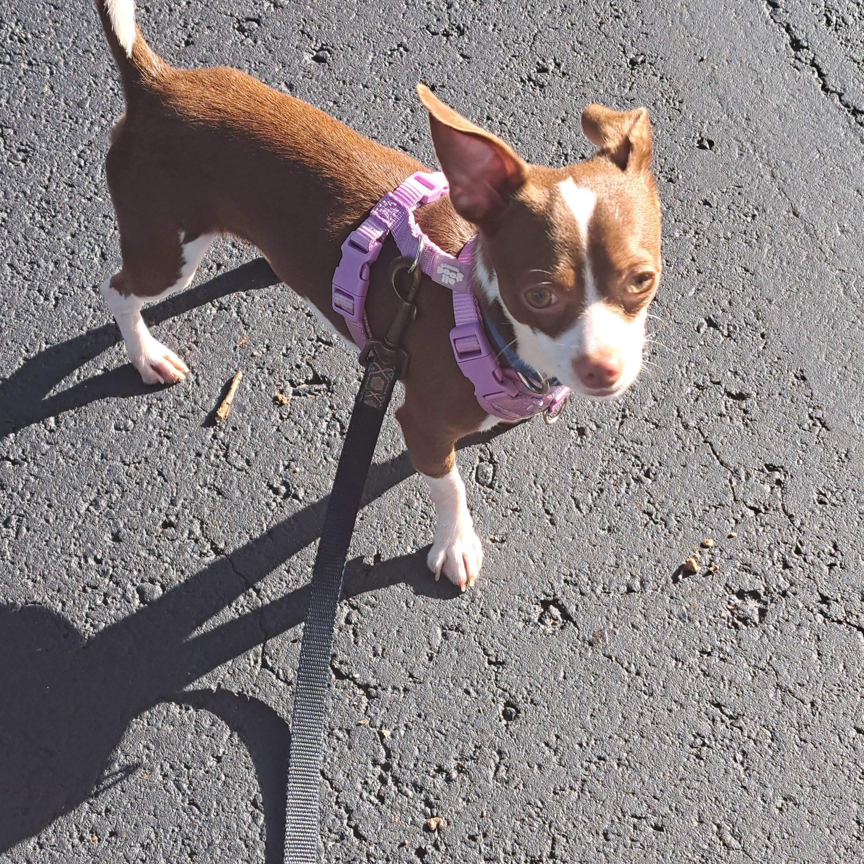Kelo, a ADOPTABLE Chihuahua in Hermitage, TN image 3/3
