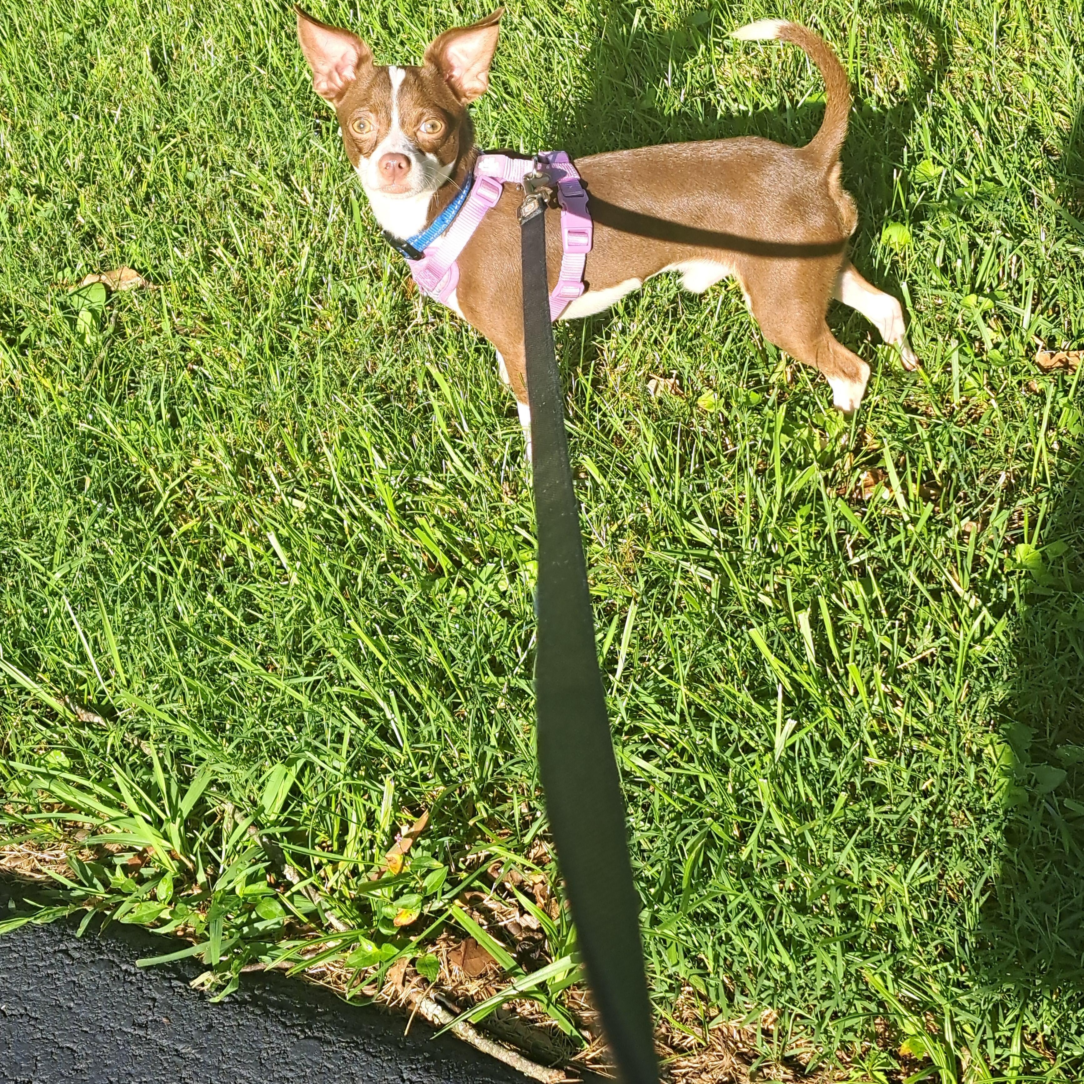 Kelo, ADOPTABLE, Young Male Chihuahua.