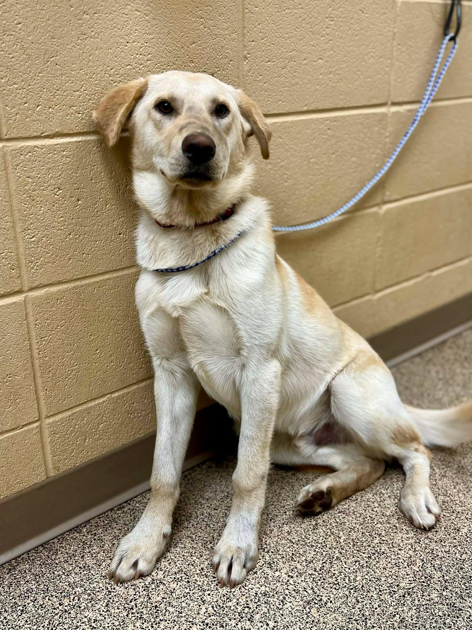 Quentin, adopted, Young Male Labrador Retriever & German Shepherd Dog.