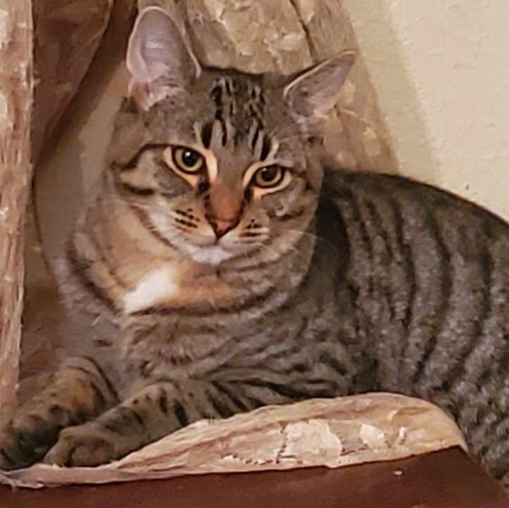 Morpheus, an adoptable Domestic Short Hair in Estacada, OR, 97023 | Photo Image 1