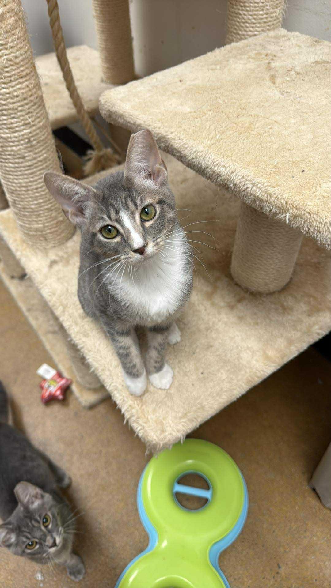Marley, Adoptable, Young Male Domestic Short Hair.