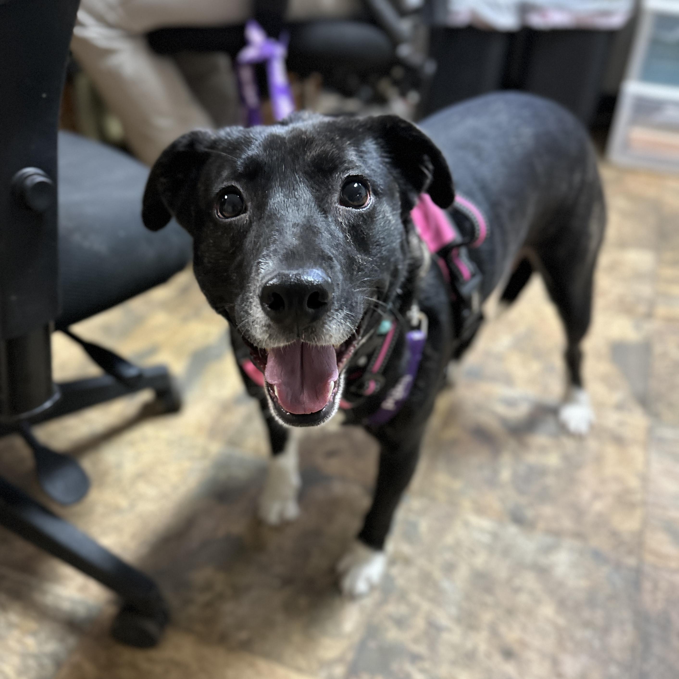 Daisy — thumbnail 5