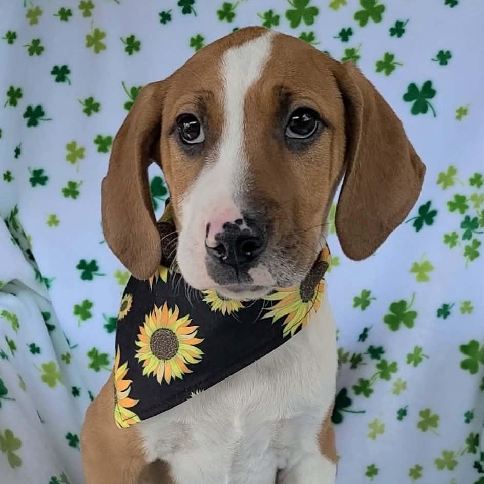 Enlarge Bam, a ADOPTABLE mixed breed in Woolwich, ME image 4/4