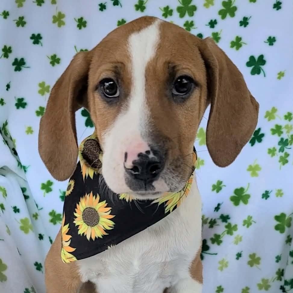 Bam, ADOPTABLE, Young Male Beagle.