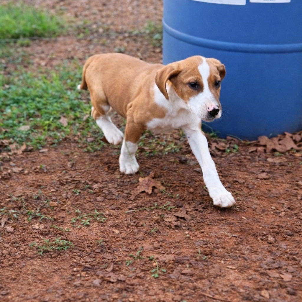 Enlarge Bam, a ADOPTABLE mixed breed in Woolwich, ME image 2/4