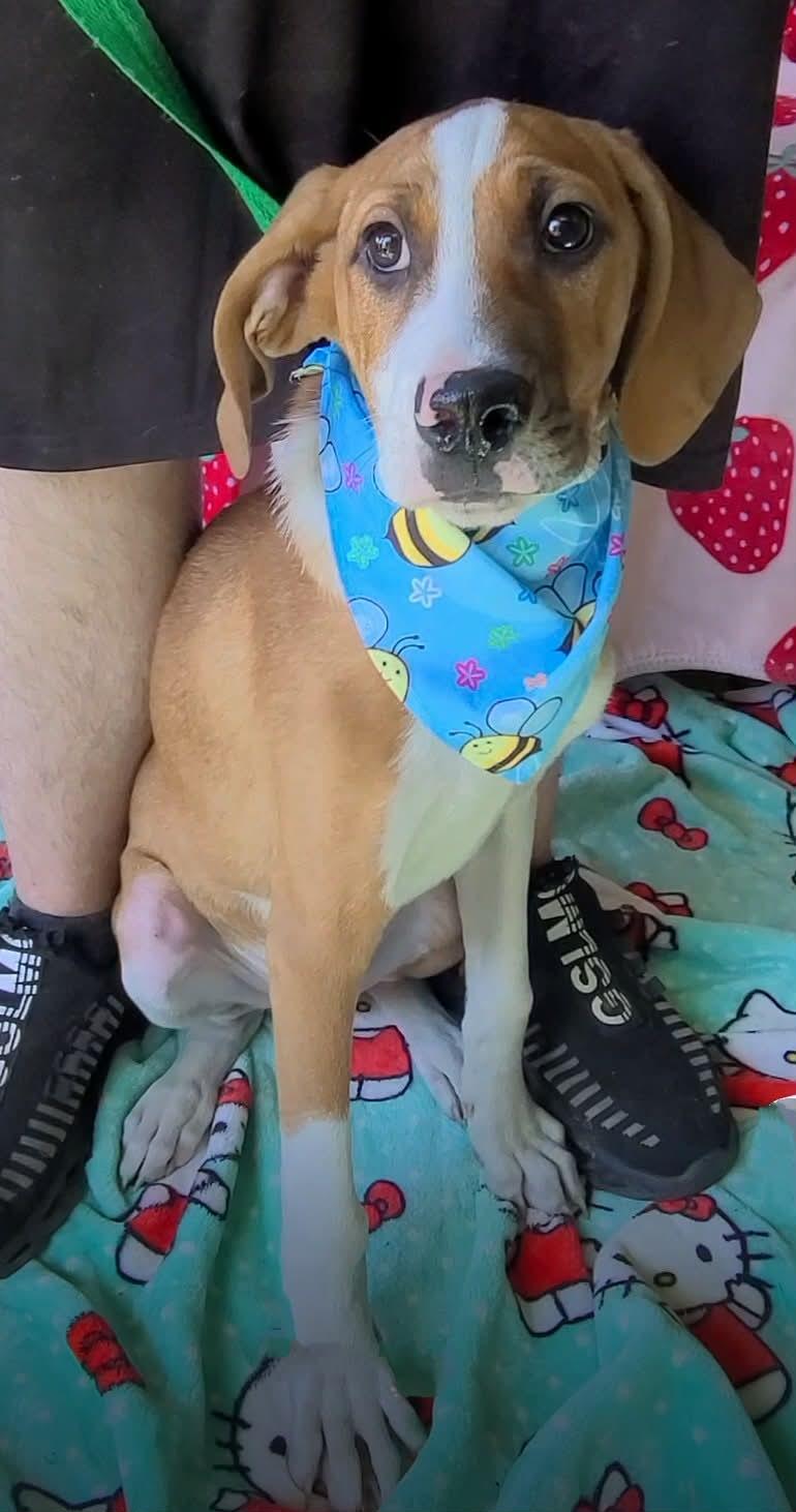 Enlarge Bam, a ADOPTABLE mixed breed in Woolwich, ME image 6/6
