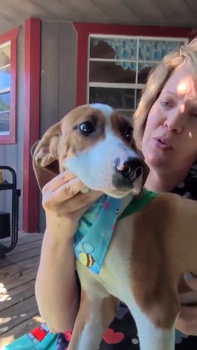 Enlarge Bam, a ADOPTABLE mixed breed in Woolwich, ME video 4/6