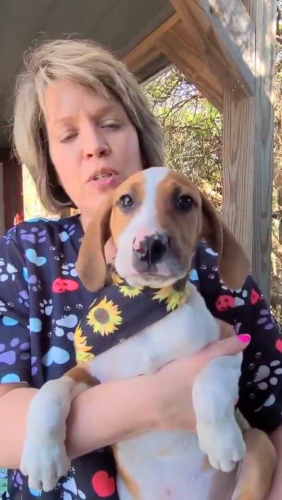 Enlarge Bam, a ADOPTABLE mixed breed in Woolwich, ME video 3/4