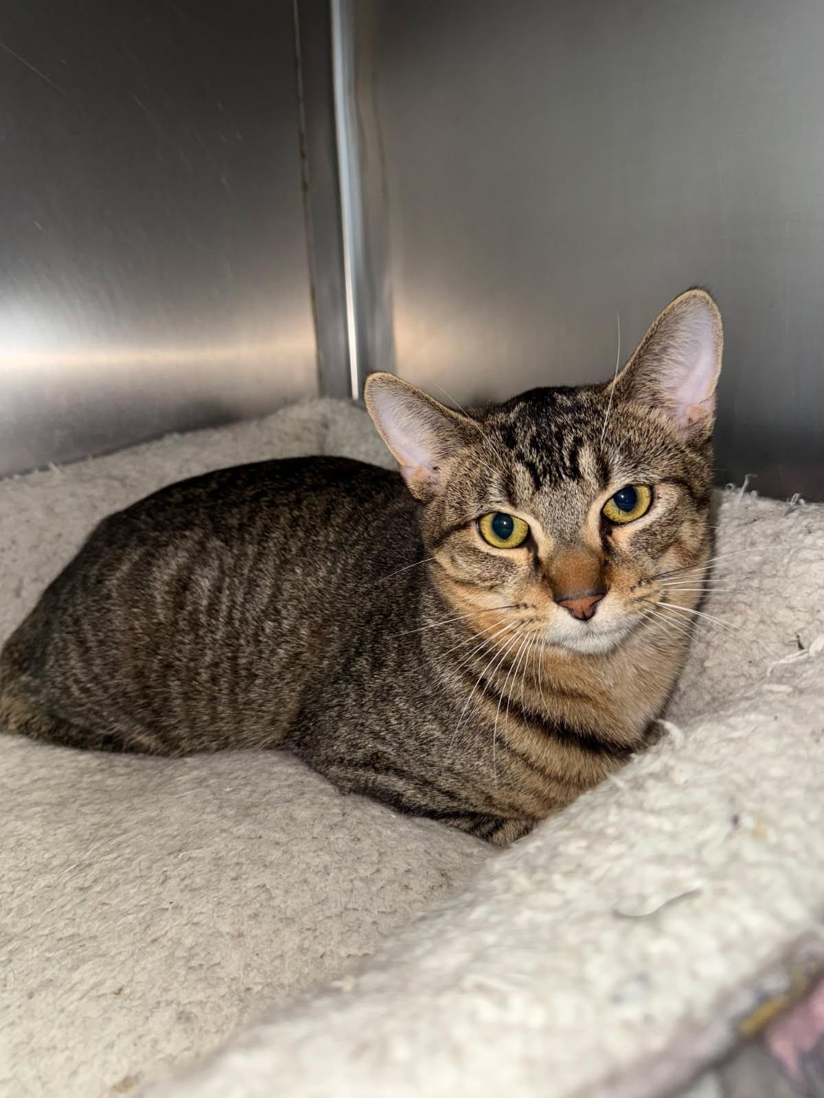 Drakkar, ADOPTABLE, Kitten Male Domestic Short Hair.