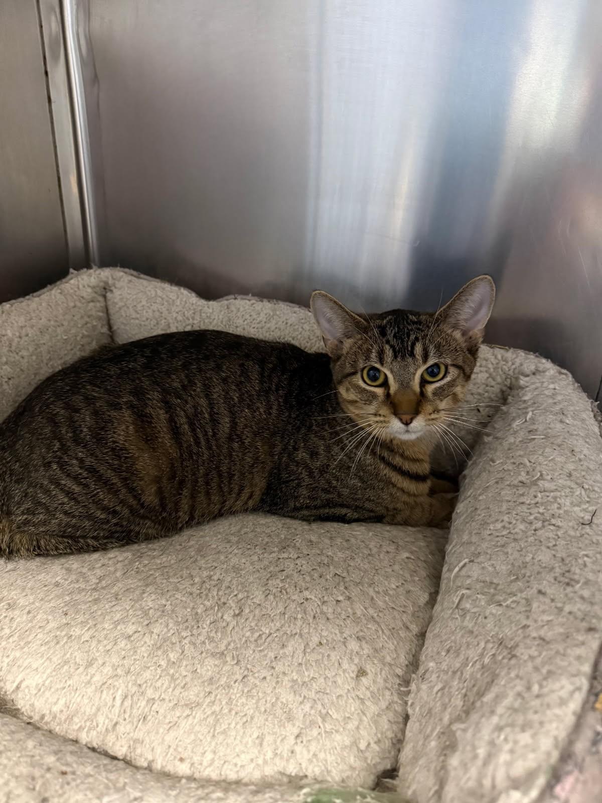 Drakkar, a ADOPTABLE Domestic Short Hair in Rock Falls, IL image 2/2