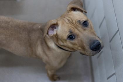 Carmencita, Adoptable, Adult Female Pit Bull Terrier & Mixed Breed.