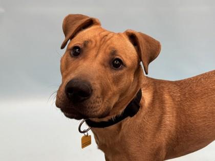 Enlarge Carmencita, a Adoptable mixed breed in Golden Valley, MN image 2/2