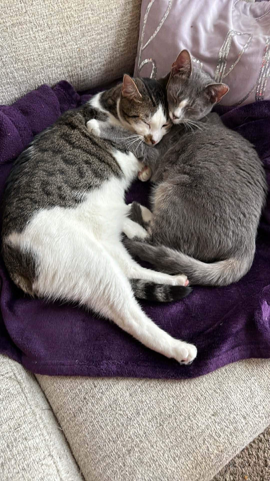 Pudding and Lucy, Adoptable, Young Female Domestic Short Hair.