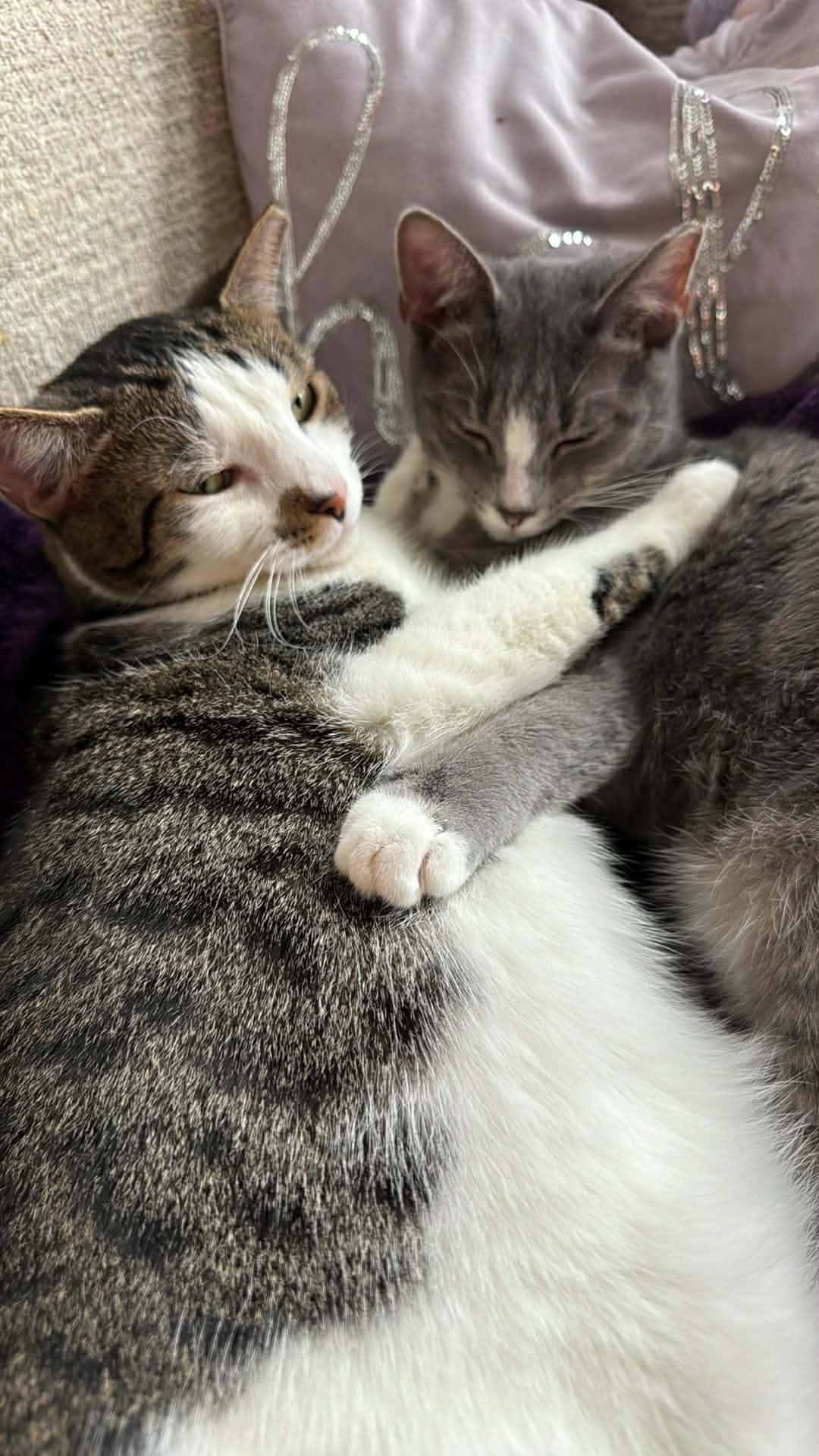 Enlarge Pudding and Lucy, a Adoptable mixed breed in Charlotte, NC image 2/5