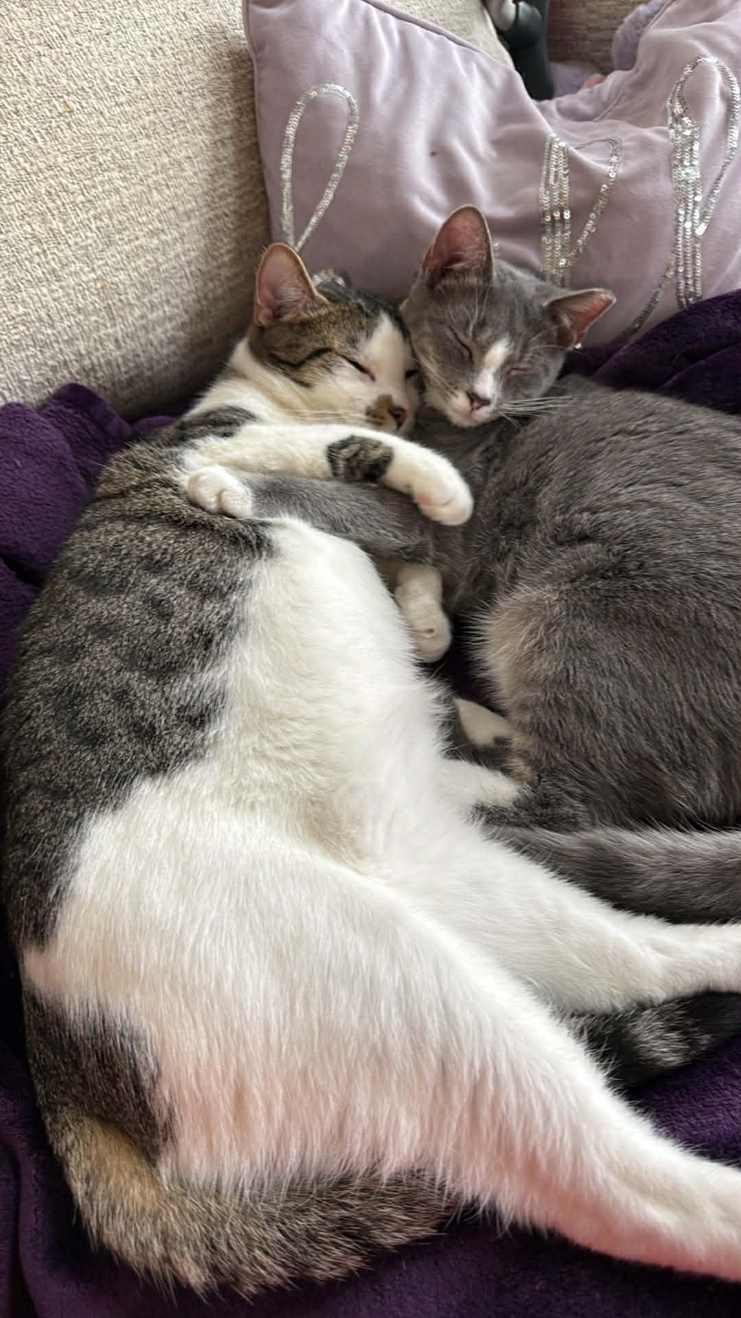 Enlarge Pudding and Lucy, a Adoptable mixed breed in Charlotte, NC image 3/5