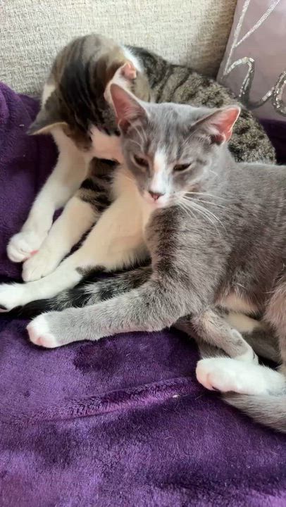 Enlarge Pudding and Lucy, a Adoptable mixed breed in Charlotte, NC video 4/5