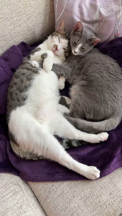 Enlarge Pudding and Lucy, a Adoptable mixed breed in Charlotte, NC video 5/5