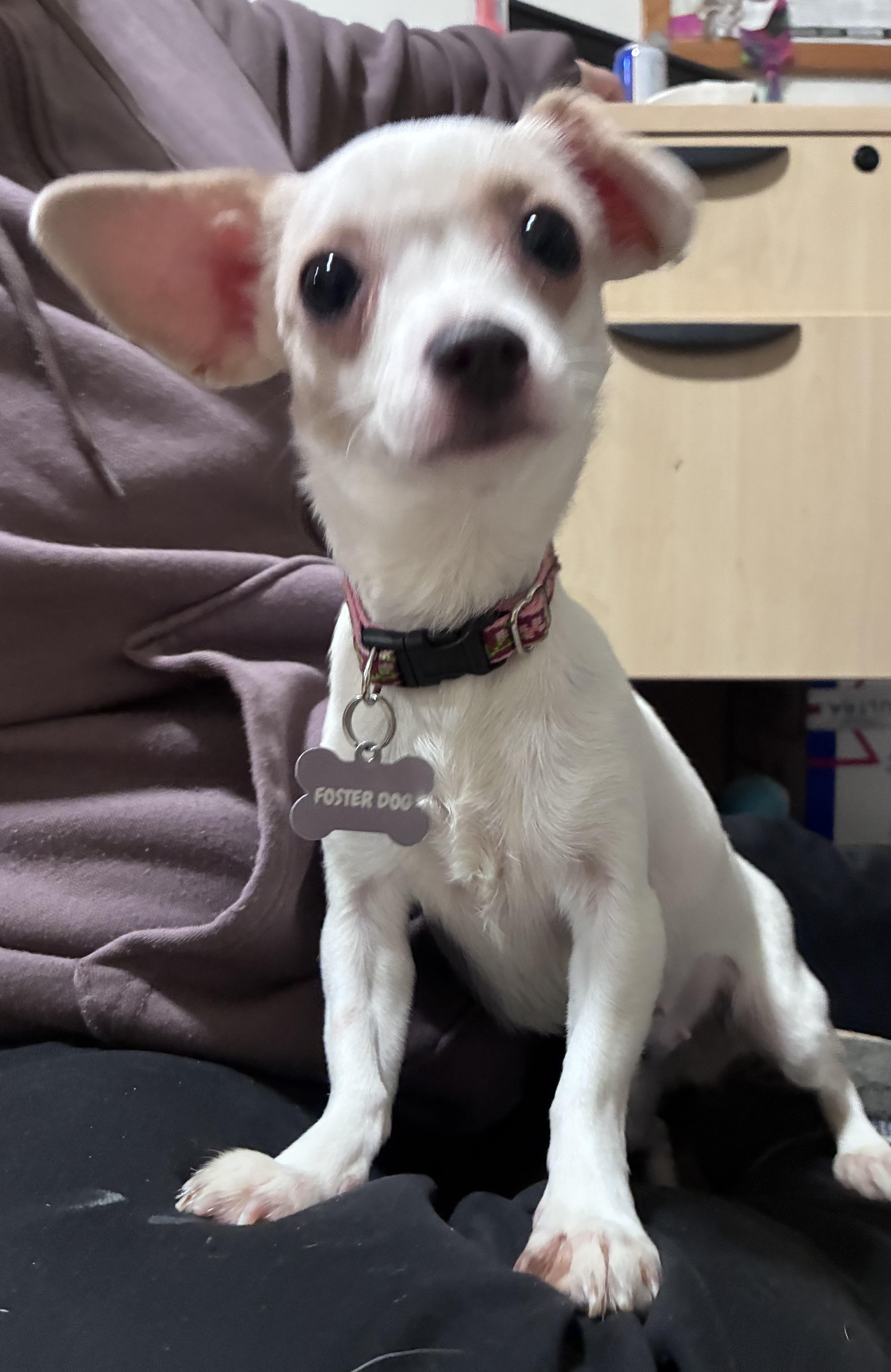 Feta, a ADOPTABLE mixed breed in Lincoln University, PA image 2/5