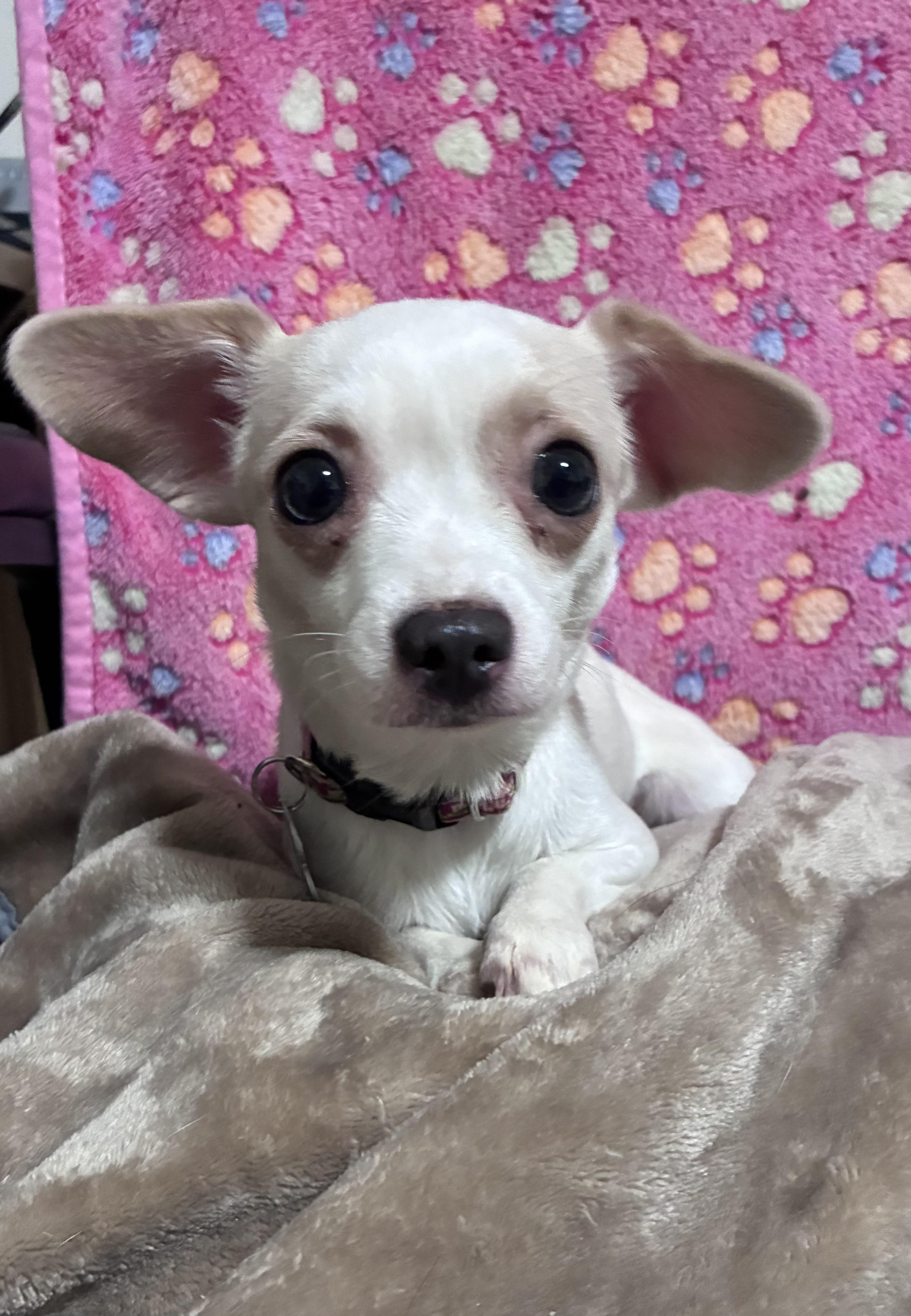 Feta, a ADOPTABLE mixed breed in Lincoln University, PA image 3/5