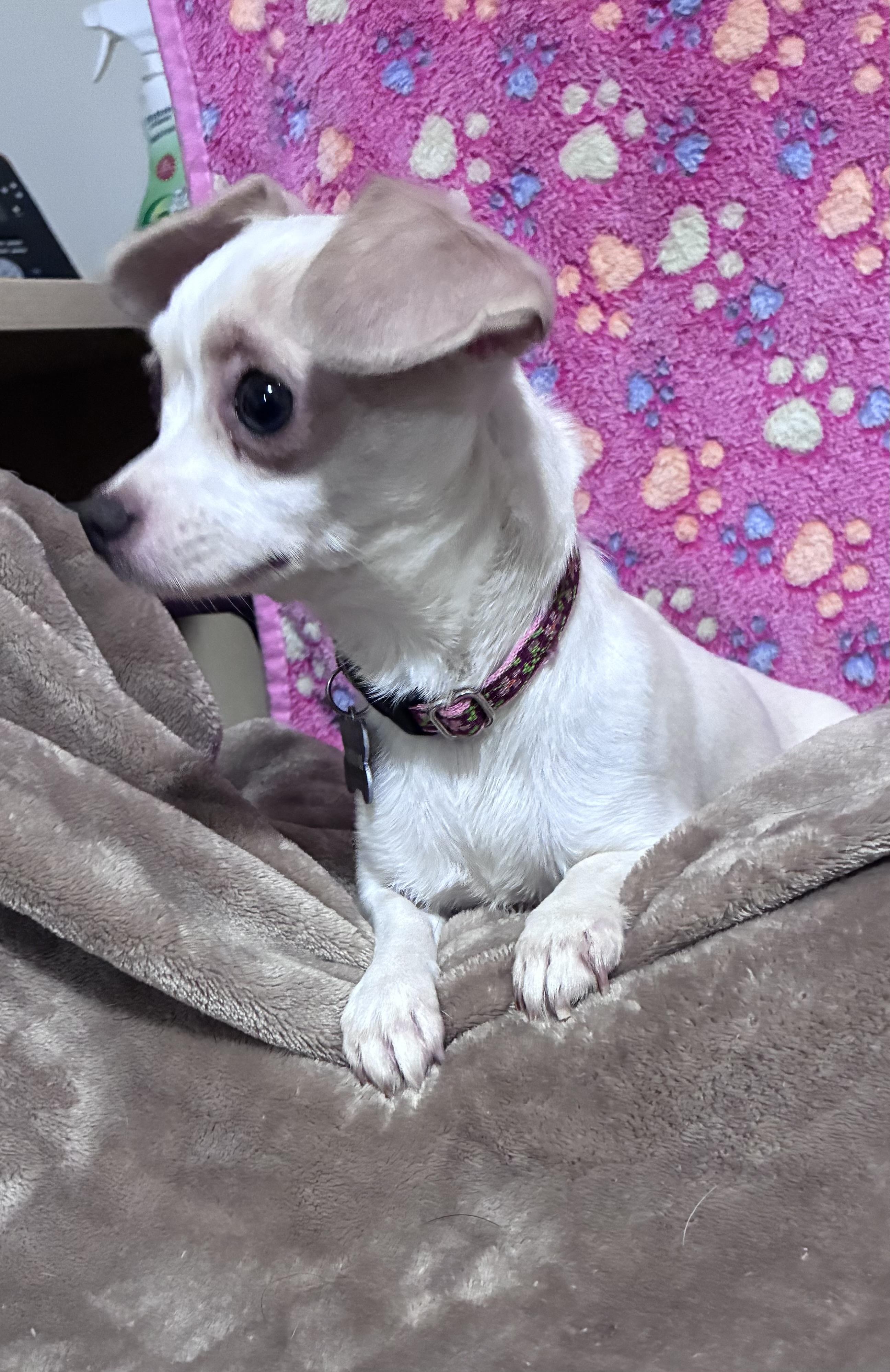 Feta, a ADOPTABLE mixed breed in Lincoln University, PA image 5/5