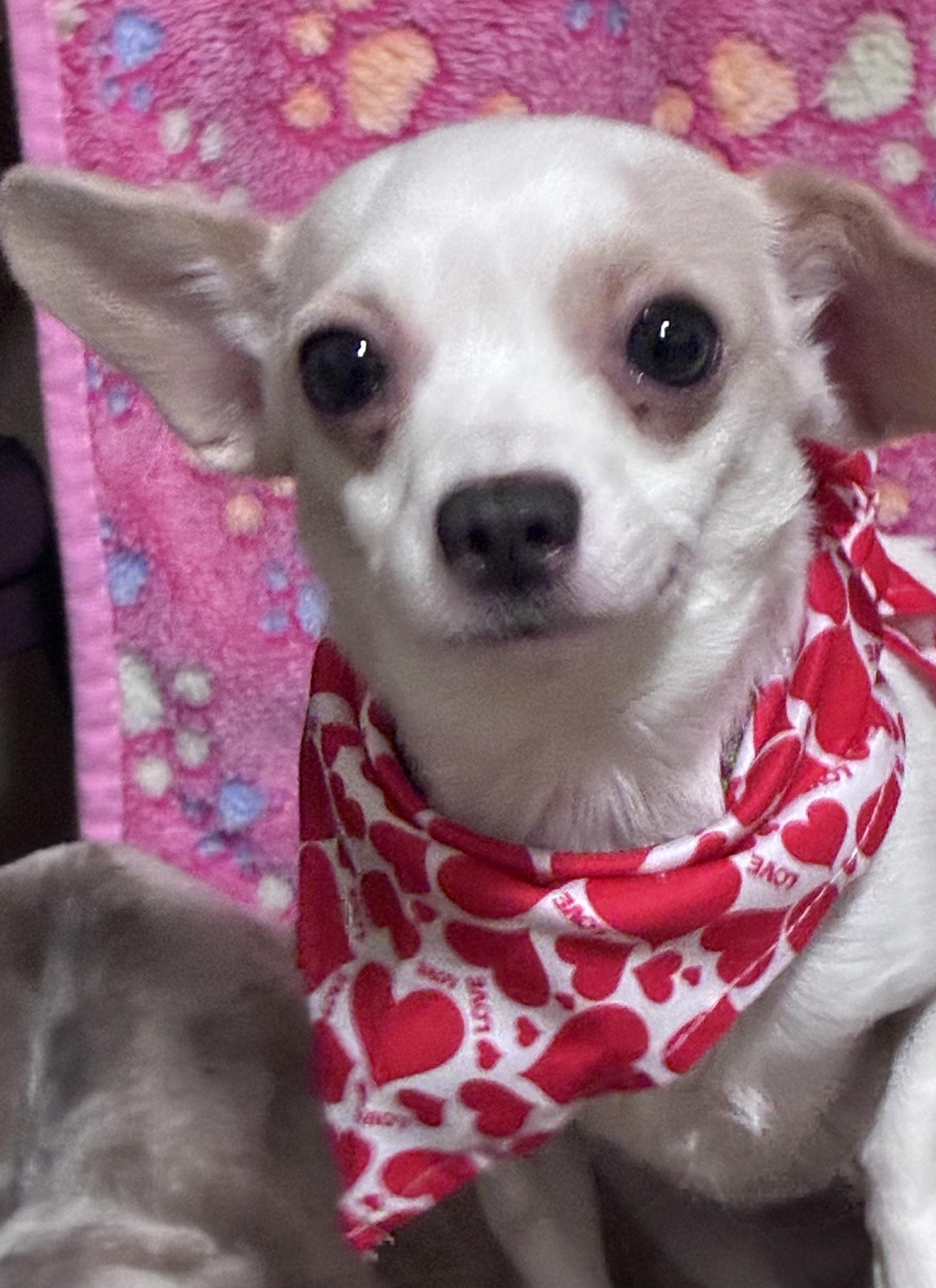 Feta, a ADOPTABLE mixed breed in Lincoln University, PA image 1/5