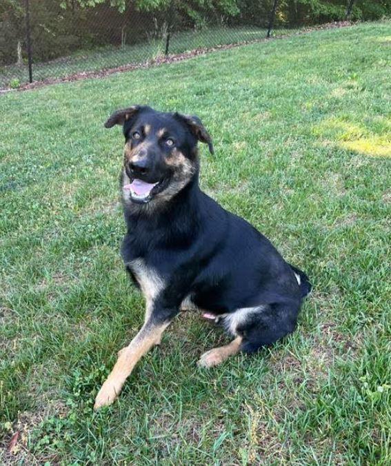 Ziggy, Adoptable, Young Male German Shepherd Dog.