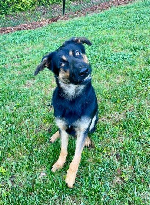 Ziggy, a Adoptable German Shepherd Dog in Mocksville, NC image 2/5