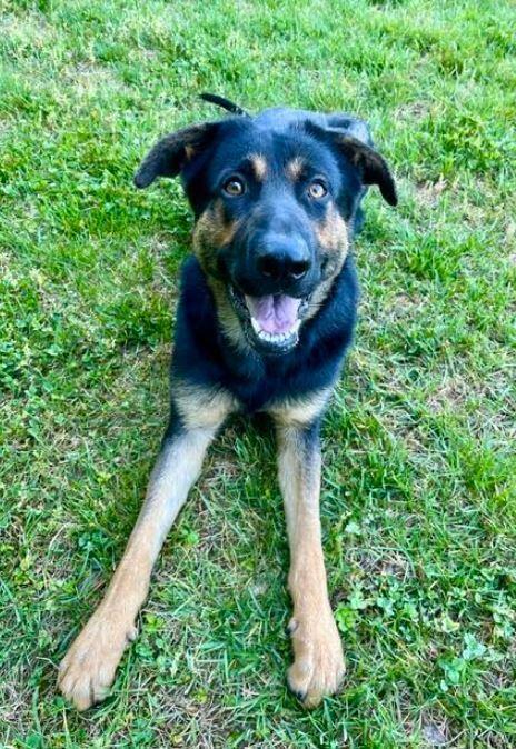 Ziggy, a Adoptable German Shepherd Dog in Mocksville, NC image 3/5