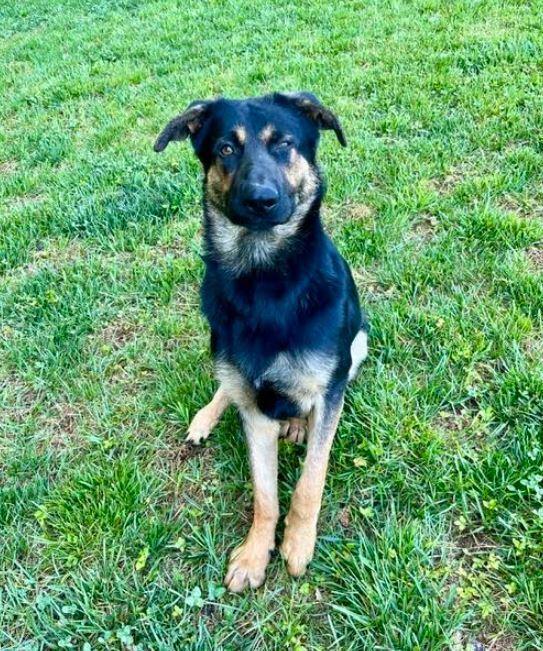 Ziggy, a Adoptable German Shepherd Dog in Mocksville, NC image 4/5