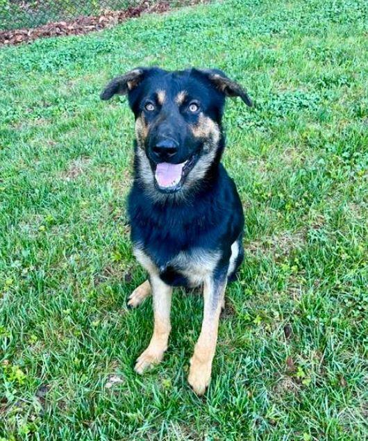 Ziggy, a Adoptable German Shepherd Dog in Mocksville, NC image 5/5