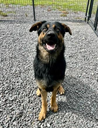Enlarge Ziggy, a Adoptable German Shepherd Dog in Mocksville, NC image 5/6