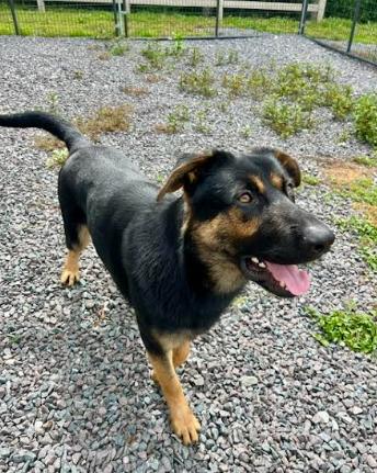 Enlarge Ziggy, a Adoptable German Shepherd Dog in Mocksville, NC image 6/6