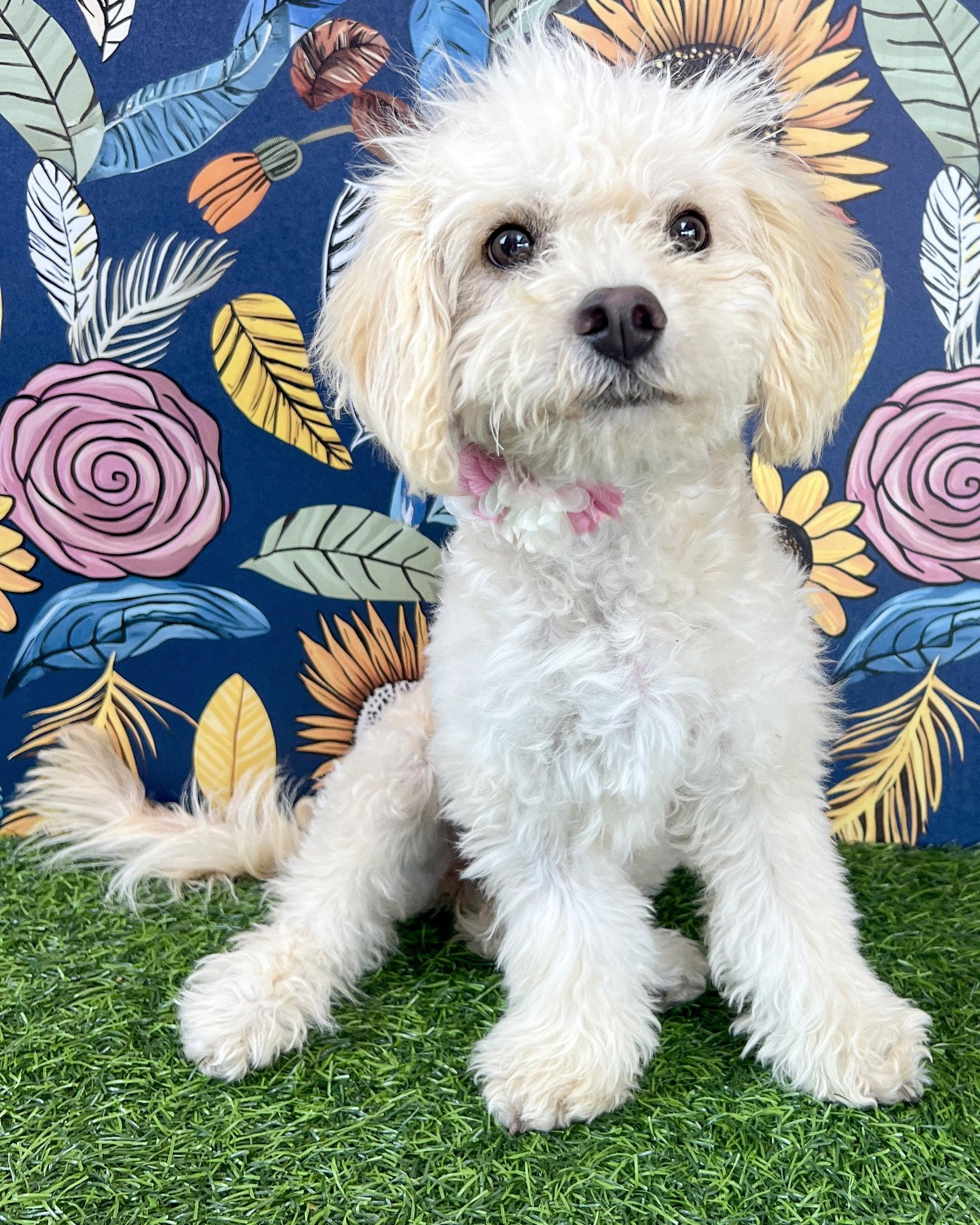 Girly, a Adopted Poodle in Corona, CA image 1/3
