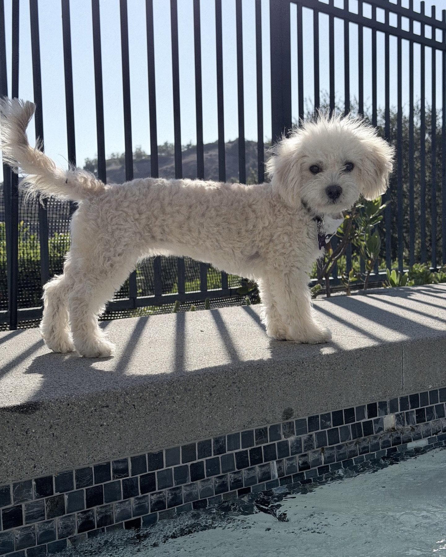 Girly, a Adopted Poodle in Corona, CA image 2/3