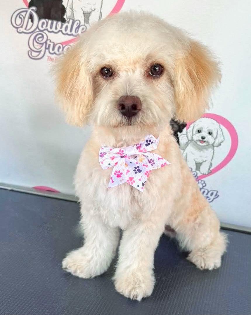 Girly, a Adopted Poodle in Corona, CA image 3/3