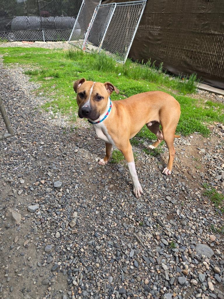 Enlarge Boomer, a Adopted mixed breed in Lunenburg, VT image 1/1