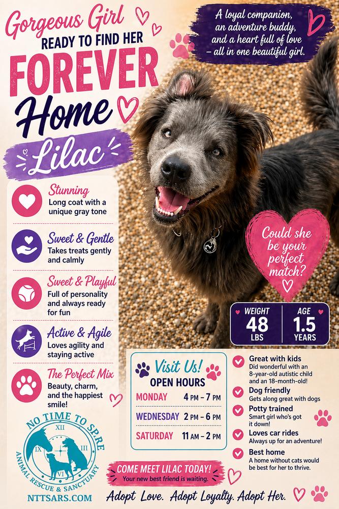 Lilac / Shadow, Adoptable, Young Female Australian Shepherd & Border Collie.