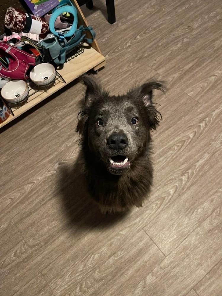 Enlarge Lilac / Shadow, a Adoptable mixed breed in Warrenton, MO image 2/6