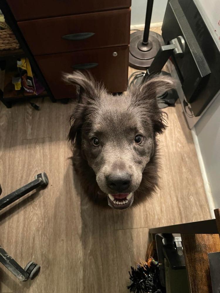 Enlarge Lilac / Shadow, a Adoptable mixed breed in Warrenton, MO image 4/6
