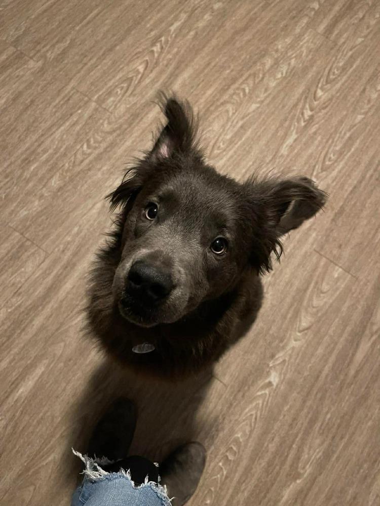 Enlarge Lilac / Shadow, a Adoptable mixed breed in Warrenton, MO image 6/6